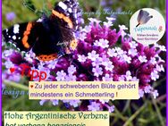 ♥ Argentinische Verbene,Samen,Winterharte Staude,Tulpenstolz Garten, verbena bonariensis, Eisenkraut,Bienenweide, Schmetterlinge,lila Blüte,Lavendel - Hamburg