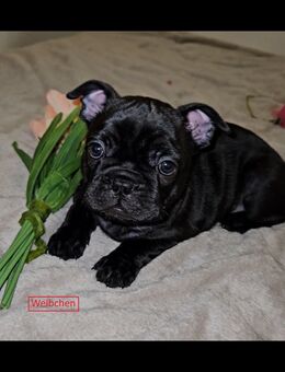Wunderschöne reinrassige Französische Bulldoggen-Welpen abzugeben – liebevolles Zuhause gesucht - Duisburg