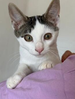 Nuri bereit für sein neues Abenteuer🐾 - München