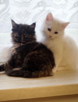 Meine Coon Kitten 550 Euro - Hannoversch Münden