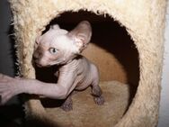 Reinrassiger Cannadische Sphynx Kitte mit Stammbaum - Dortmund