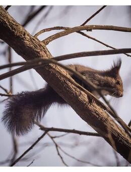 Ku’damm Seitenstraßen, stilvoll leben im Jugendstil, Erstbezug nach umfänglicher Sanierung - Berlin