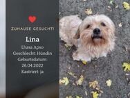 Lina, Lhasa Apso sucht ein Zuhause - Lippetal