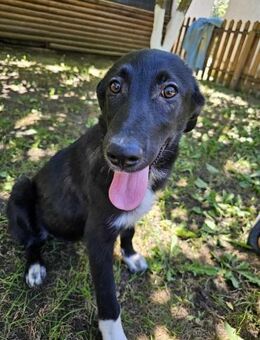 Maddie- neue Heimat gesucht - Nürnberg