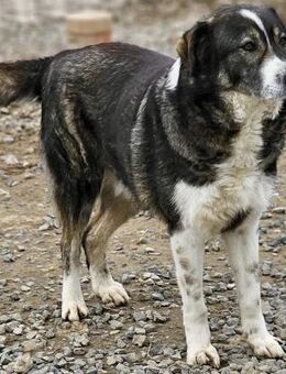MALONE - für jeden Spaß zu haben - Weilheim (Oberbayern)