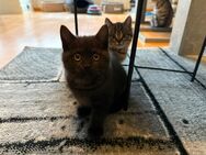 BKH Kitten golden tabby und black smoke - Hamburg