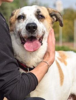 Pupu sucht dringend Familienanschluss - Laatzen