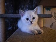 Gebe reinrassige BKH bluepoint Kitten ab - Sonnenstein