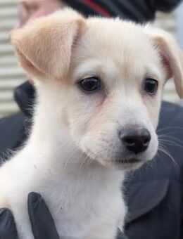 Zauberhaftes Welpenmädchen Sunny - Kallmünz