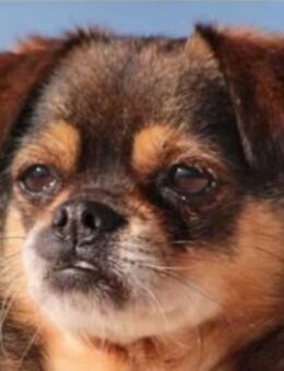 Kika & Max 💗liebevolles Zuhause gesucht - Hamburg