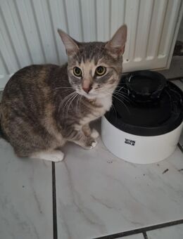 Getigerte katze - Castrop-Rauxel Zentrum