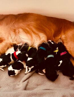 Cockerspaniel/ Münsterländer Welpen - Samern