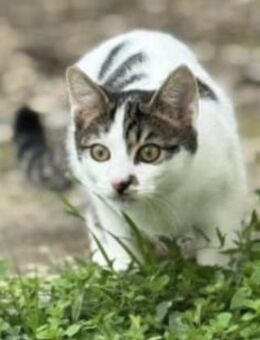 🐾Kater Ron sucht sein Für-immer-Zuhause - Freilassing