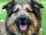 Sly- Mischling - 2 Jahre - Tierhilfe Franken e.V. - Lauf (Pegnitz) Zentrum