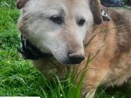 Bella Golden Oldie sucht ... - Kissing