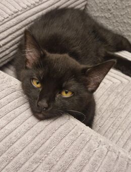 British Kurzhaar-Mix suchen ein Zuhause - Meppen