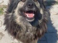Mara - GNADENBROTPLATZ gesucht - Weilheim (Oberbayern)