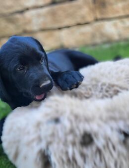 Labrador/Flat Coated Retriever Mix Welpen - Liebevolle Familienhunde suchen ihr neues Zuhause! - Hassel