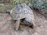 weibliche Griechische Landschildkröte - adultes THB Weibchen - Aldenhoven