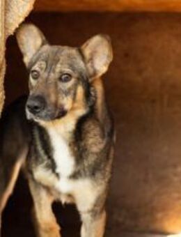 Eikko sucht ein liebevolles Zuhause - München