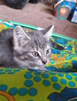 Kleine Katzen abzugeben - Hartmannsdorf (Kirchberg)