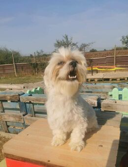 Kleine Beatle - Tholey