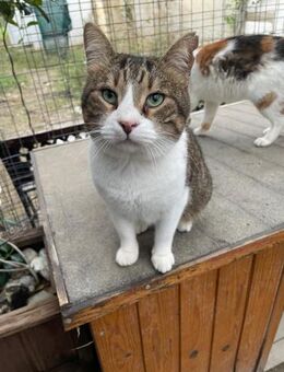Walter aus dem Tierschutz - Grevenbroich