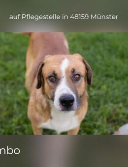 Kimbo: Hund mit großem Potenzial (in DE) - Kirchzell