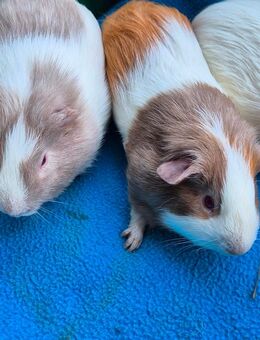 4 Schöne bunte Meerschweinchen - Heideland (Thüringen)