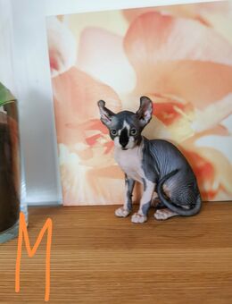 Zuckersüße Kanadian Sphynx Kitten mit Elf-Papa - Köln