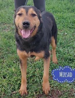 Mirsad eine Seele von Hund - Flörsheim-Dalsheim