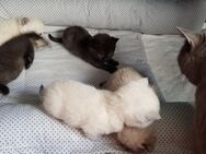 Britisch Kurzhaar kitten - Borkow