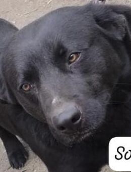 SOLE 🧡🧡🧡MÖCHTE IHR HERZ EROBERN - Bad Karlshafen