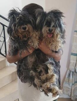 ❤️ Mini-Schnauzer suchen Körbchen ❤️ - Overath