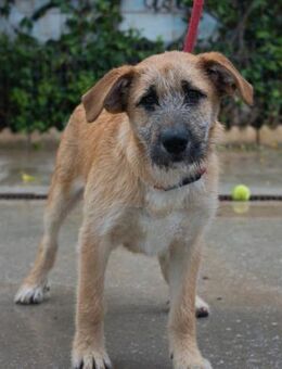 Frida möchte endlich die Welt entdecken - Laatzen