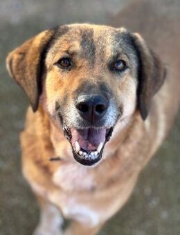Baxter sucht Traumfamilie - Sandhausen