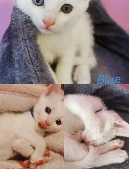 Kitten suchen liebevollen zuhause ❤️ - Monheim (Rhein)