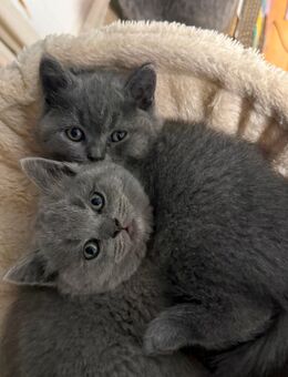 Britisch kurz Haare - Gelsenkirchen