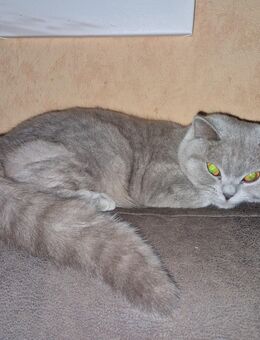 Deckkater BKH Farbe lilac gesucht in Berlin/Brandenburg - Berlin