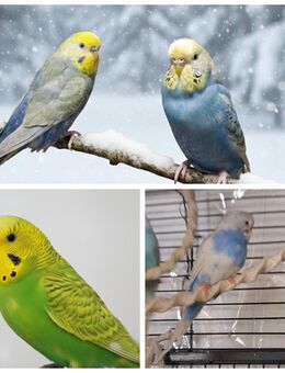 4 Wellensittiche zum abgeben - Münsingen