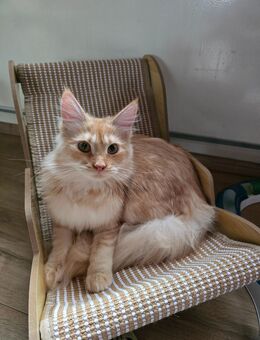 Maine Coon Mädchen - Solingen (Klingenstadt)