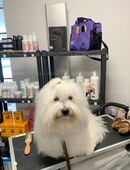 Hier eine weitere Wunderschöner Coton de Tulear Deckrüde in 31707