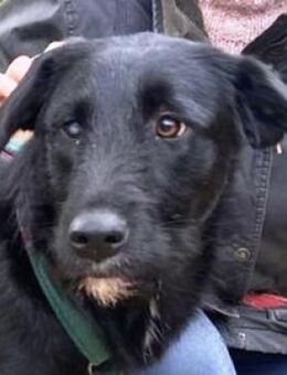 Traumhund ANA 2 - Gefrees