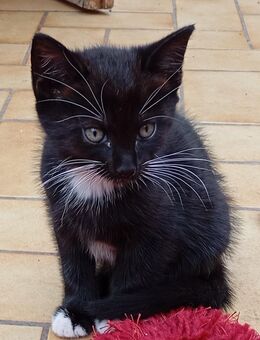 Kitten Europäisch Kurzhaar - Heemsen