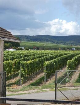Zwei Häuser mit Weinbergsblick - sanierungsbed. Schmuckstück - Herxheim (Berg)