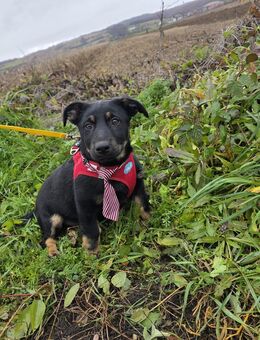 Unsere kleinern Dackelmischlinge 25-30 cm groß 2 Mädels ein Rüde ,4 Mon. - Hohe Börde