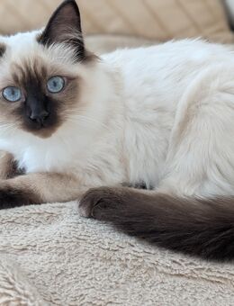 Heilige Birma Kitten seal Point Kater Rasse, weißes Fell blaue Augen - Lüneburg