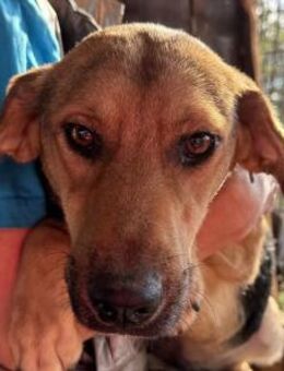 VITA-freundliche,liebe Hündin,52 cm - Rösrath