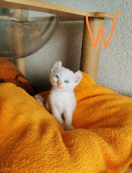 Zuckersüße Cornish Rex & Sphynx Elf Kitten Mix - Köln