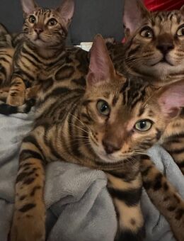 Reinrassige Bengalkatzen (ohne Stammbaum) - Kraiburg (Inn)